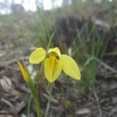 Diuris chryseopsis (Golden Moth) at Mount Painter - 9 Sep 2014 by JoshMulvaney