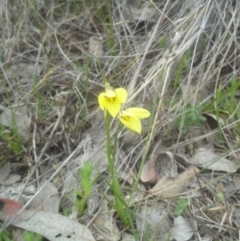 Diuris chryseopsis at Cook, ACT - 9 Sep 2014