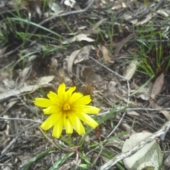 Microseris walteri (Yam Daisy, Murnong) at Molonglo Valley, ACT - 9 Sep 2014 by JoshMulvaney