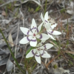 Wurmbea dioica subsp. dioica (Early Nancy) at Belconnen, ACT - 9 Sep 2014 by JoshMulvaney