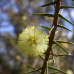 Acacia ulicifolia (Prickly Moses) at Mount Majura - 7 Sep 2014 by waltraud