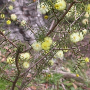 Acacia ulicifolia at Hackett, ACT - 7 Sep 2014