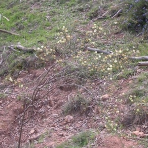 Acacia ulicifolia at Hackett, ACT - 7 Sep 2014