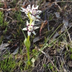 Wurmbea dioica subsp. dioica (Early Nancy) at Bonython, ACT - 9 Sep 2014 by MichaelBedingfield