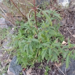 Sigesbeckia australiensis (Cobber Weed) at Rob Roy Range - 4 Sep 2014 by michaelb