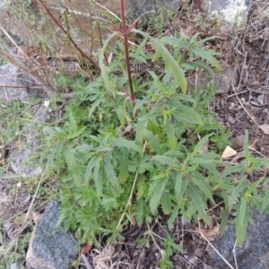 Sigesbeckia australiensis at Banks, ACT - 4 Sep 2014