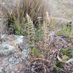 Cheilanthes distans at Banks, ACT - 4 Sep 2014 06:13 PM