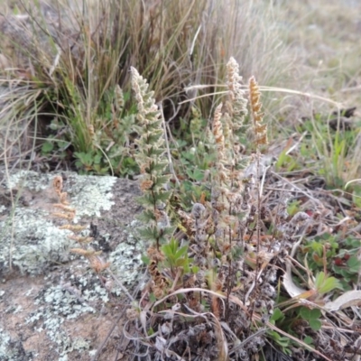 Cheilanthes distans (Bristly Cloak Fern) at Banks, ACT - 4 Sep 2014 by MichaelBedingfield
