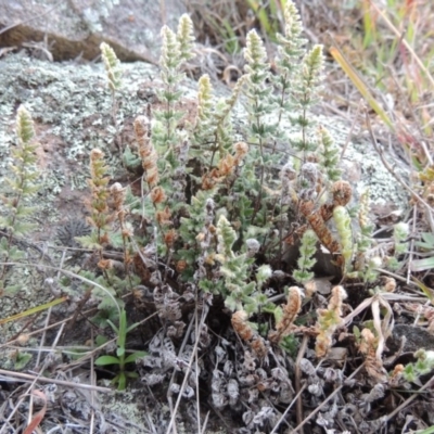 Cheilanthes distans (Bristly Cloak Fern) at Tuggeranong DC, ACT - 4 Sep 2014 by michaelb