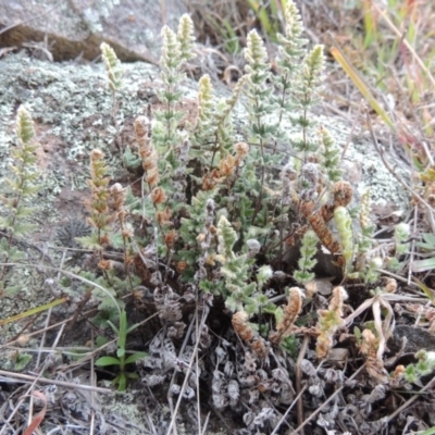 Cheilanthes distans (Bristly Cloak Fern) at Rob Roy Range - 4 Sep 2014 by michaelb