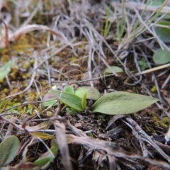 Ophioglossum lusitanicum subsp. coriaceum (Austral Adder's Tongue) at Banks, ACT - 4 Sep 2014 by michaelb