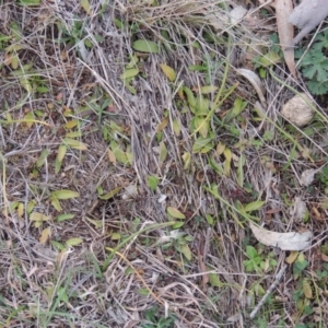 Ophioglossum lusitanicum at Banks, ACT - 4 Sep 2014 06:23 PM