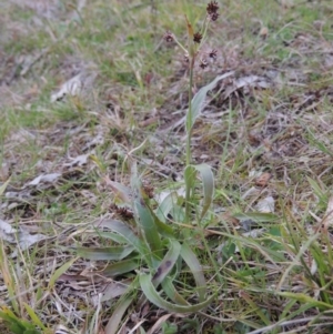 Luzula densiflora at Banks, ACT - 4 Sep 2014