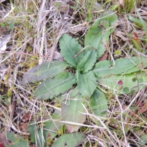 Solenogyne dominii at Banks, ACT - 4 Sep 2014 06:35 PM