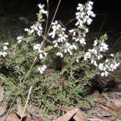 Cryptandra amara (Bitter Cryptandra) at Banks, ACT - 4 Sep 2014 by michaelb