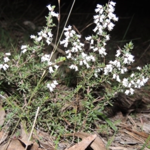 Cryptandra amara at Banks, ACT - 4 Sep 2014 07:22 PM