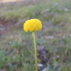 Craspedia variabilis (Common Billy Buttons) at Tuggeranong Hill - 8 Sep 2014 by michaelb