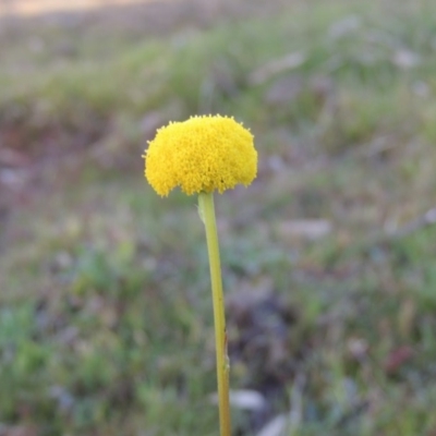 Craspedia variabilis (Common Billy Buttons) at Tuggeranong Hill - 8 Sep 2014 by michaelb