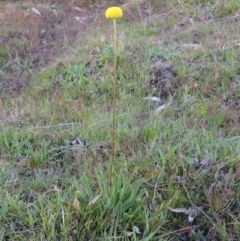 Craspedia variabilis at Theodore, ACT - suppressed