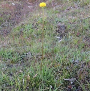 Craspedia variabilis at Theodore, ACT - 8 Sep 2014