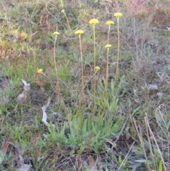 Craspedia variabilis at Theodore, ACT - 8 Sep 2014