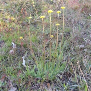 Craspedia variabilis at Theodore, ACT - 8 Sep 2014