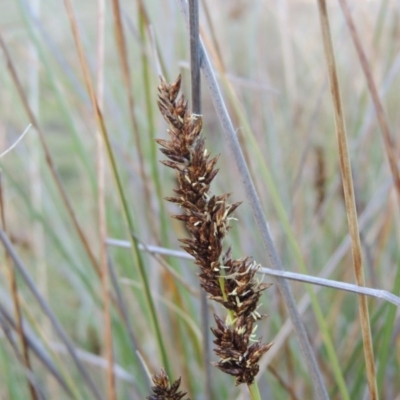 Carex appressa (Tall Sedge) at Tuggeranong Hill - 8 Sep 2014 by michaelb