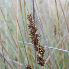 Carex appressa (Tall Sedge) at Theodore, ACT - 8 Sep 2014 by michaelb