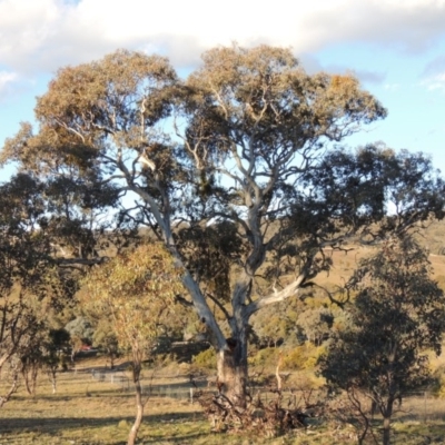 Eucalyptus polyanthemos (Red Box) at Theodore, ACT - 8 Sep 2014 by MichaelBedingfield