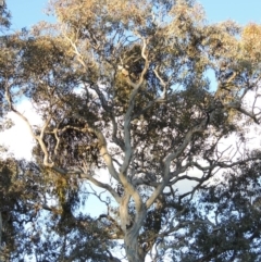 Eucalyptus polyanthemos at Tuggeranong Hill - 8 Sep 2014