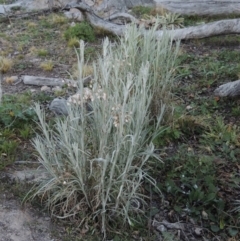 Senecio quadridentatus (Cotton Fireweed) at Theodore, ACT - 8 Sep 2014 by MichaelBedingfield