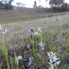 Wurmbea dioica subsp. dioica (Early Nancy) at Theodore, ACT - 8 Sep 2014 by michaelb