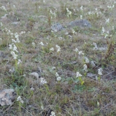 Wurmbea dioica subsp. dioica at Theodore, ACT - 8 Sep 2014