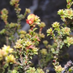 Pultenaea procumbens (Bush Pea) at Tuggeranong DC, ACT - 8 Sep 2014 by MichaelBedingfield