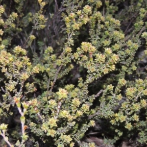 Pultenaea procumbens at Tuggeranong DC, ACT - 8 Sep 2014