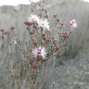 Kunzea parvifolia at Tuggeranong DC, ACT - 8 Sep 2014