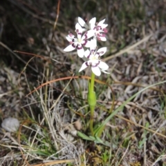 Wurmbea dioica subsp. dioica (Early Nancy) at Theodore, ACT - 8 Sep 2014 by MichaelBedingfield