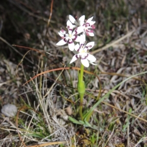 Wurmbea dioica subsp. dioica at Theodore, ACT - 8 Sep 2014 07:22 PM