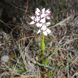 Wurmbea dioica subsp. dioica at Theodore, ACT - 8 Sep 2014