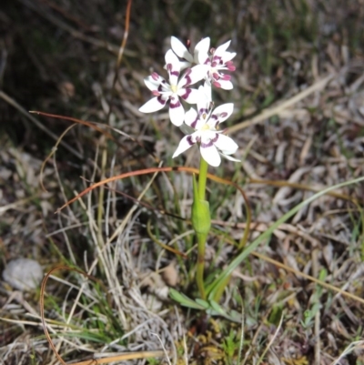 Wurmbea dioica subsp. dioica (Early Nancy) at Theodore, ACT - 8 Sep 2014 by MichaelBedingfield