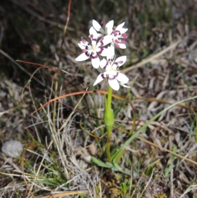 Wurmbea dioica subsp. dioica (Early Nancy) at Rob Roy Range - 8 Sep 2014 by michaelb