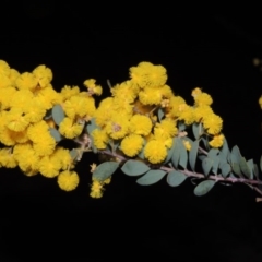 Acacia buxifolia subsp. buxifolia (Box-leaf Wattle) at Theodore, ACT - 8 Sep 2014 by MichaelBedingfield