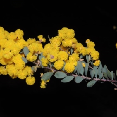 Acacia buxifolia subsp. buxifolia (Box-leaf Wattle) at Theodore, ACT - 8 Sep 2014 by michaelb