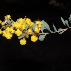 Acacia buxifolia subsp. buxifolia at Theodore, ACT - 8 Sep 2014