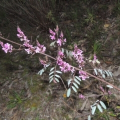 Indigofera australis subsp. australis (Australian Indigo) at Tuggeranong Hill - 7 Sep 2014 by michaelb