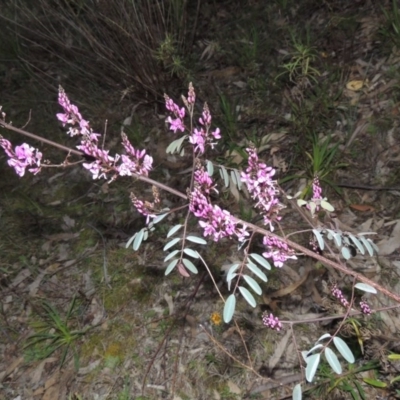 Indigofera australis subsp. australis (Australian Indigo) at Tuggeranong Hill - 7 Sep 2014 by michaelb