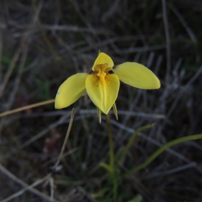 Diuris chryseopsis (Golden Moth) at Tuggeranong Hill - 8 Sep 2014 by MichaelBedingfield