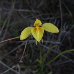 Diuris chryseopsis (Golden Moth) at Tuggeranong Hill - 8 Sep 2014 by michaelb