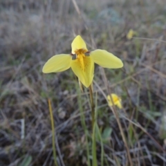 Diuris chryseopsis at Tuggeranong Hill - 8 Sep 2014