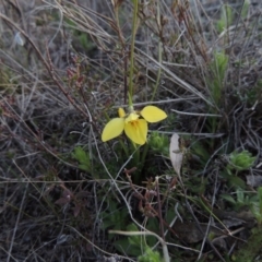 Diuris chryseopsis (Golden Moth) at Tuggeranong DC, ACT - 8 Sep 2014 by michaelb